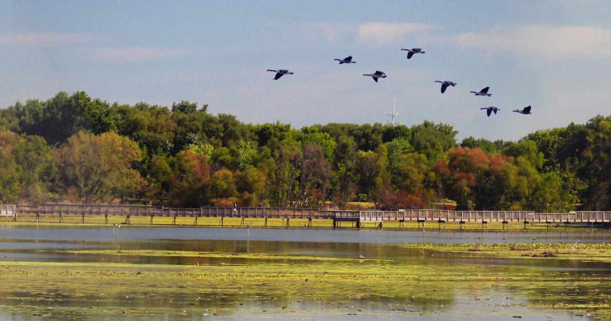 This image shows eight black birds flying above the wetlands and greenery at the John Heinz National Wildlife Refuge.