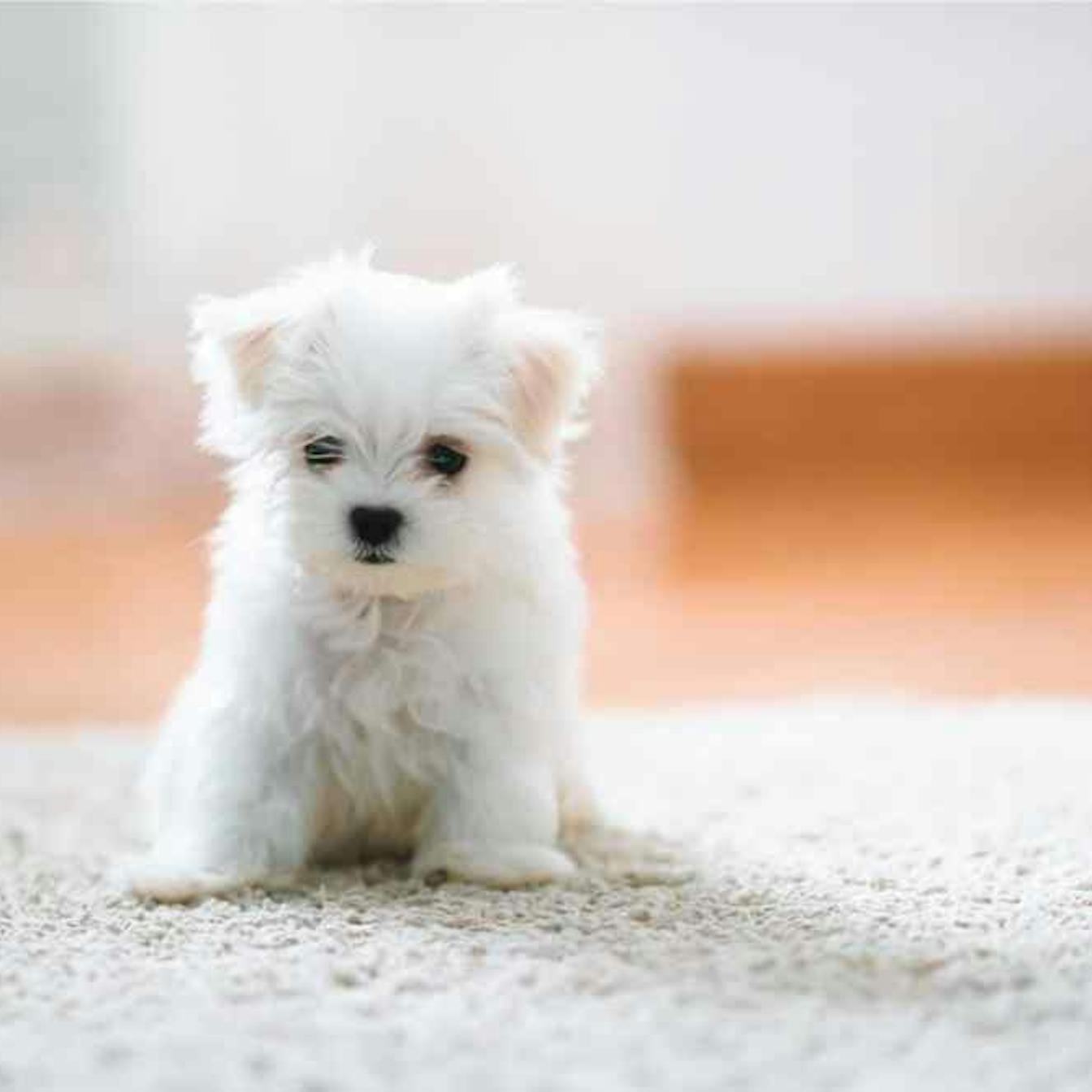 Adorable Puppy Maltese