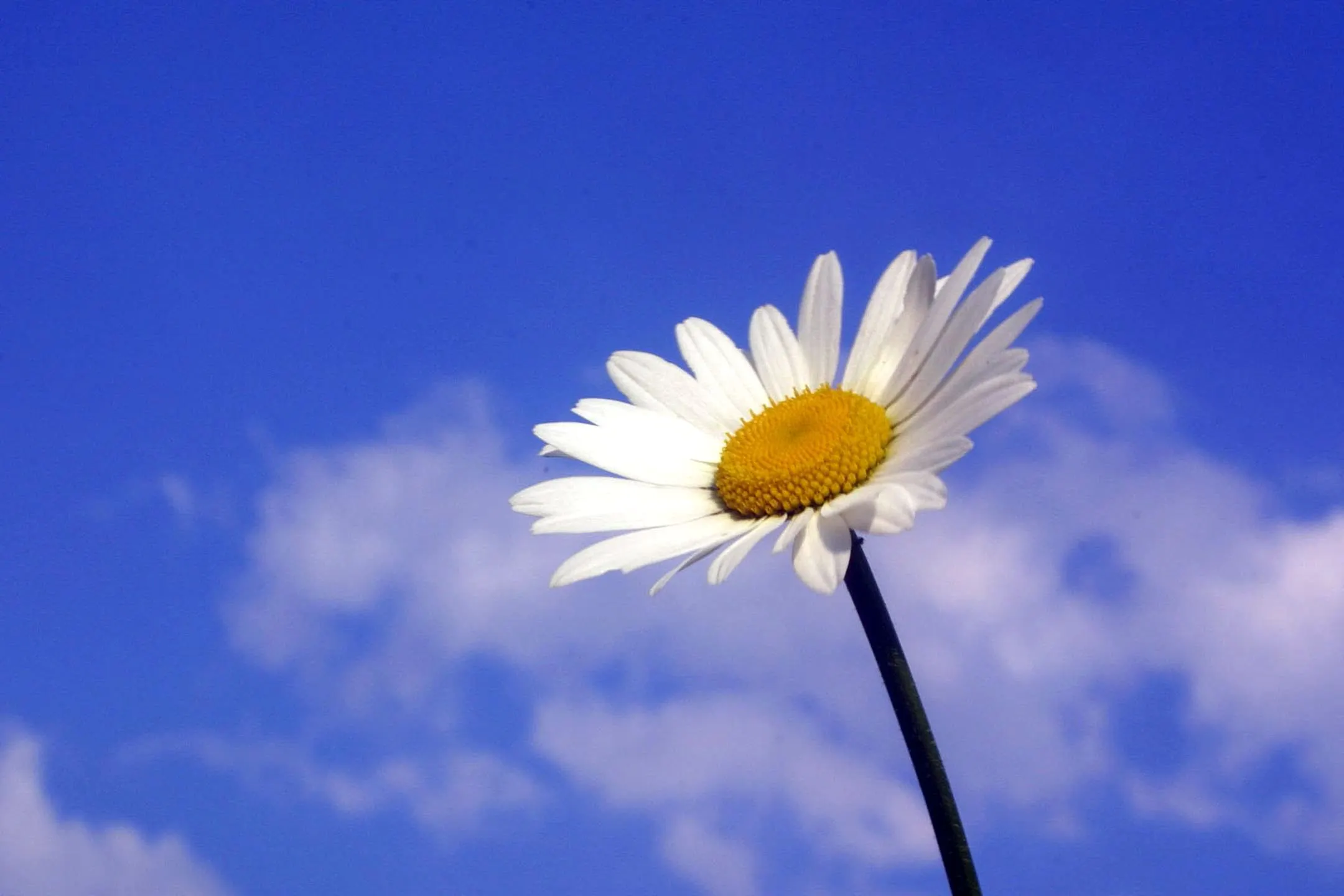 Flower Stock Photo